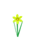 daffodil