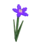 nightshade