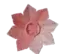 pinklily